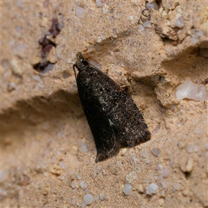 Isochorista (genus) at Harrison, ACT - 19 Sep 2024 09:40 PM