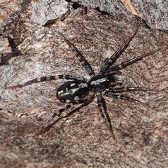 Nyssus coloripes (Spotted Ground Swift Spider) at Hall, ACT - 20 Sep 2024 by Anna123