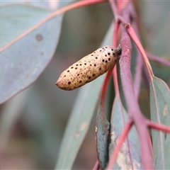 Unidentified Eucalyptus Gall at Wodonga, VIC - 21 Sep 2024 by KylieWaldon