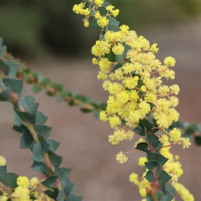 Acacia pravissima (Wedge-leaved Wattle, Ovens Wattle) at Wodonga, VIC - 21 Sep 2024 by KylieWaldon