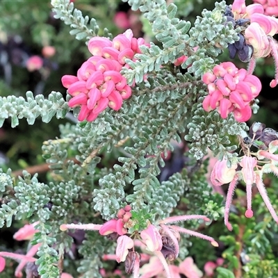 Grevillea sp. at Wodonga, VIC - 20 Sep 2024 by KylieWaldon