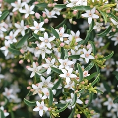 Unidentified Other Shrub at Wodonga, VIC - 20 Sep 2024 by KylieWaldon