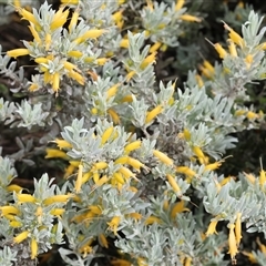 Unidentified Other Shrub at Wodonga, VIC - 20 Sep 2024 by KylieWaldon