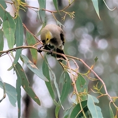 Ptilotula penicillata (White-plumed Honeyeater) at Wodonga, VIC - 20 Sep 2024 by KylieWaldon