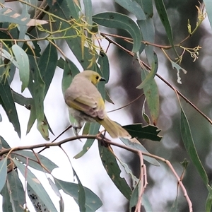 Ptilotula penicillata at Wodonga, VIC - 21 Sep 2024