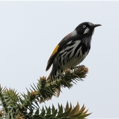 Phylidonyris novaehollandiae (New Holland Honeyeater) at Wodonga, VIC - 20 Sep 2024 by KylieWaldon