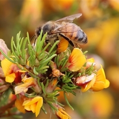 Apis mellifera (European honey bee) at Wodonga, VIC - 21 Sep 2024 by KylieWaldon