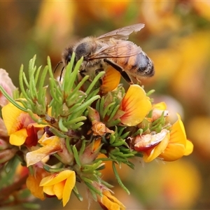 Apis mellifera at Wodonga, VIC - 21 Sep 2024 09:35 AM