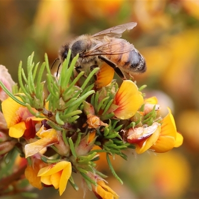 Apis mellifera at Wodonga, VIC - 20 Sep 2024 by KylieWaldon