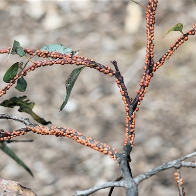 Eriococcus coriaceus (Gumtree Scale) at Wodonga, VIC - 21 Sep 2024 by KylieWaldon