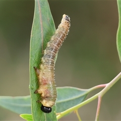 Perginae sp. (subfamily) (Unidentified pergine sawfly) at Wodonga, VIC - 20 Sep 2024 by KylieWaldon