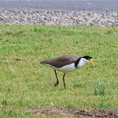 Vanellus miles (Masked Lapwing) at Wodonga, VIC - 21 Sep 2024 by KylieWaldon