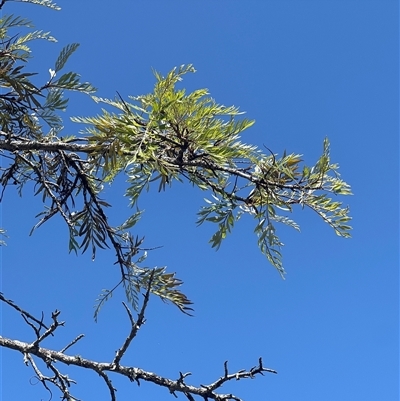 Unidentified Other Tree at Tucabia, NSW - 21 Sep 2024 by ajc047