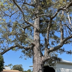 Grevillea robusta at Tucabia, NSW - suppressed