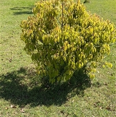 Grevillea robusta at Tucabia, NSW - suppressed