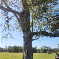 Unidentified Plant at Tucabia, NSW - 21 Sep 2024 by Flindall