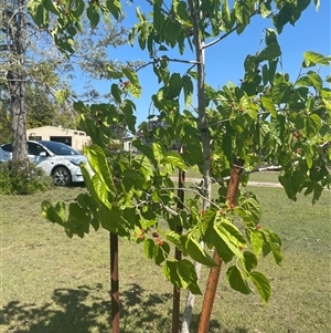 Unidentified at suppressed - 21 Sep 2024