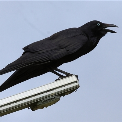 Corvus coronoides (Australian Raven) at Wodonga, VIC - 21 Sep 2024 by KylieWaldon