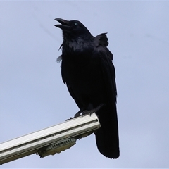 Corvus coronoides at Wodonga, VIC - 21 Sep 2024 09:11 AM