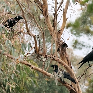 Corvus coronoides at Wodonga, VIC - 21 Sep 2024 09:11 AM