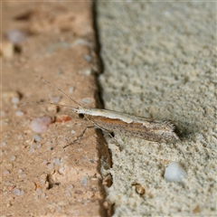 Plutella xylostella (Diamondback Moth) at Harrison, ACT - 20 Sep 2024 by DPRees125