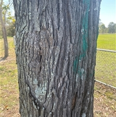 Grevillea robusta at Tucabia, NSW - 21 Sep 2024 01:06 PM