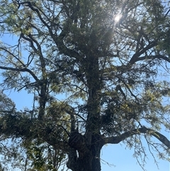 Grevillea robusta at Tucabia, NSW - 21 Sep 2024 01:06 PM