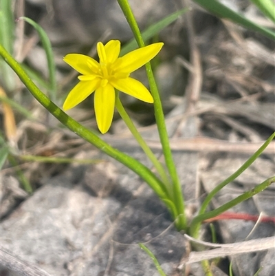 Pauridia glabella (Tiny Stars, Star Grass) at Bowning, NSW - 19 Sep 2024 by JaneR