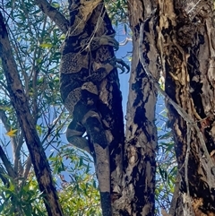 Varanus varius (Lace Monitor) at Blaxlands Creek, NSW - 20 Sep 2024 by VickiC