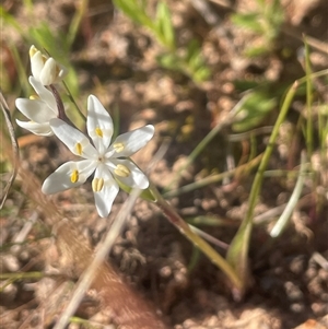 Wurmbea dioica subsp. dioica at Bowning, NSW - 19 Sep 2024