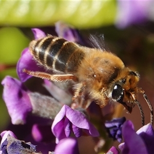 Trichocolletes orientalis at Acton, ACT - 19 Sep 2024