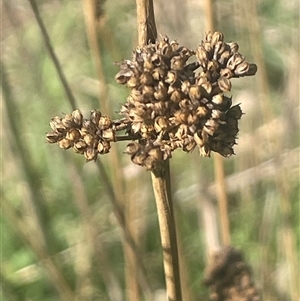 Juncus australis at Bowning, NSW - 19 Sep 2024 01:25 PM