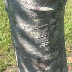 Unverified Plant at Tucabia, NSW - 21 Sep 2024 by Bagotville