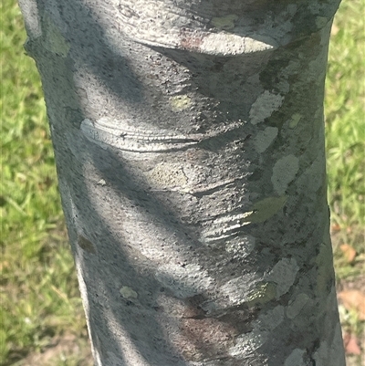Unverified Plant at Tucabia, NSW - 21 Sep 2024 by Bagotville