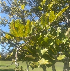 Unverified at suppressed - suppressed