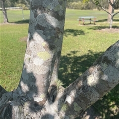 Unidentified Other Tree at Tucabia, NSW - 21 Sep 2024 by Bagotville