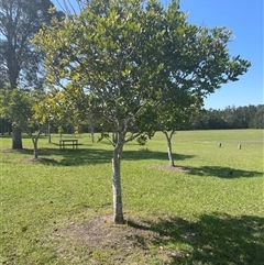 Unidentified Plant at Tucabia, NSW - 21 Sep 2024 by Bagotville