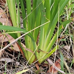 Dianella (genus) (Flax Lily) at Hawker, ACT - 12 May 2024 by sangio7