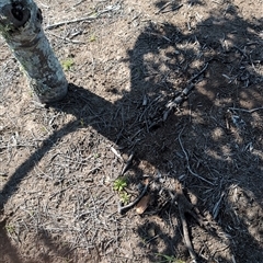 Unverified Plant at Tucabia, NSW - 21 Sep 2024 by Mcgrata