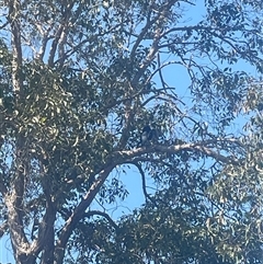 Gymnorhina tibicen (Australian Magpie) at Tucabia, NSW - 21 Sep 2024 by Bagotville