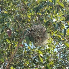 Unidentified Bird at Tucabia, NSW - 21 Sep 2024 by MountKremnos