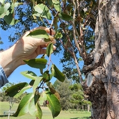 Unidentified Other Tree at Tucabia, NSW - 21 Sep 2024 by MountKremnos