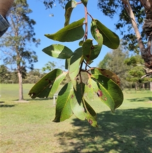 Unidentified at suppressed - 21 Sep 2024