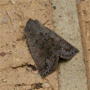 Pantydia (genus) at Harrison, ACT - 19 Sep 2024 08:41 PM