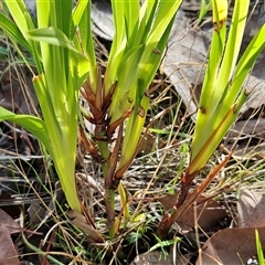 Dianella sp. at Hawker, ACT - 15 May 2024 by sangio7