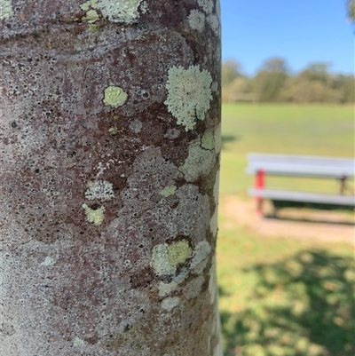 Unidentified Plant at Tucabia, NSW - 21 Sep 2024 by Tullymorgan1