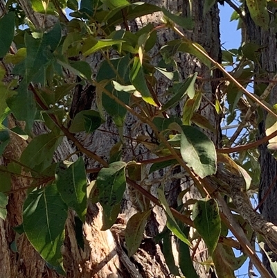 Unidentified Plant at Tucabia, NSW - 21 Sep 2024 by Tullymorgan1