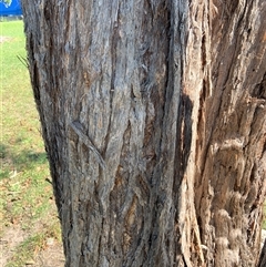 Unverified at suppressed - suppressed