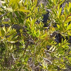 Callistemon (genus) (A Bottlebrush) at Cooma, NSW - 21 Sep 2024 by mahargiani