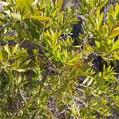 Callistemon sp. (A Bottlebrush) at Cooma, NSW - 20 Sep 2024 by mahargiani